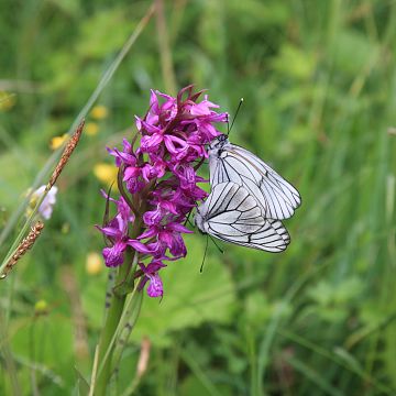 Tydzień liczenia motyli - Słowiński Park Narodowy zaprasza do letniej aktywności grafika