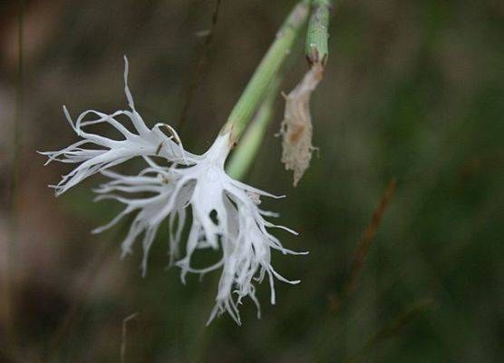 Goździk pyszny (Dianthus superbus L.) fot. B. Utracka