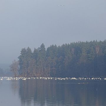 Grafika Monitoring koncentracji zimujących łabędzi krzykliwych w sezonie 2018/2019
