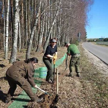 Grafika Na ratunek płazom - są już pierwsi ocaleni.
