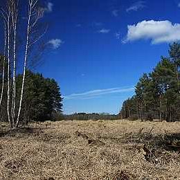 Grafika Czynna ochrona projektowanego rezerwatu przyrody ,,Gogolewko"