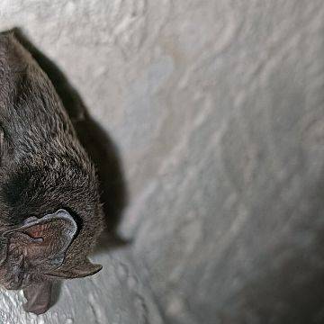 Grafika Monitoring zimujących nietoperzy w PKDS, 2026 r.