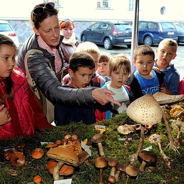 Grafika II Dni Otwarte i VI Wystawa Grzybów za nami.