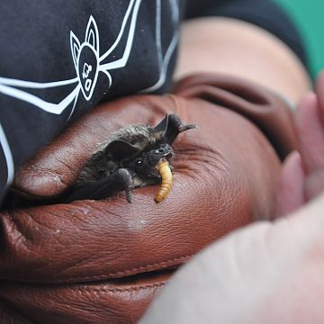 Grafika IV „Słupska Noc Nietoperzowa” za nami