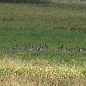 Grafika II Ogólnopolskie Liczenie Żurawi