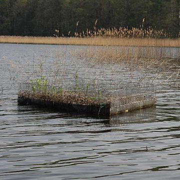 Grafika Zakotwiczanie sztucznych wysp dla rybitwy rzecznej