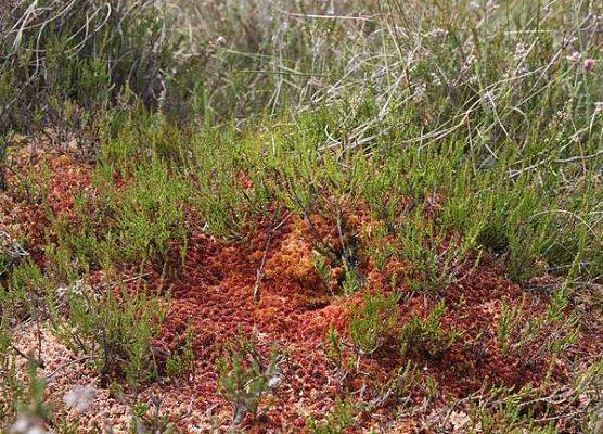 Kępa mchów torfowców na kopule torfowiska w rezerwacie przyrody ,,Torfowisko Pobłockie" grafika