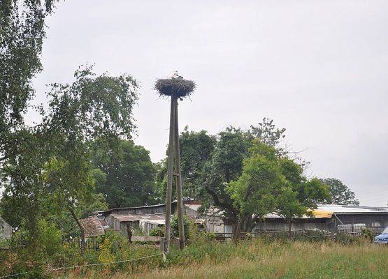 Gniazdo z sukcesem lęgowym w Darskowie, na platformie przygotowanej przez mieszkańców, fot.A.Kasprzak