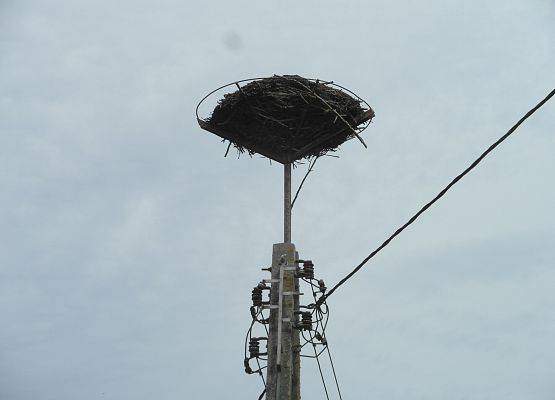 Na zdjęciu widok na opuszczone gniazdo. Gniazdo znajduje sie na polatformie nad słupem energetycznym, mimo wydawałoby się dogodnego miejsca,  nie znależli się chętni, aby je zasiedlić fot. J. Wysiński