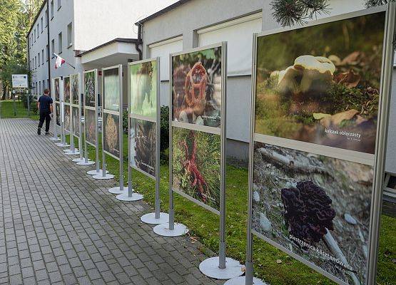 wystawa zdjęć grzybów o ciekawycch kształtach  fot. Piotr Sikorski