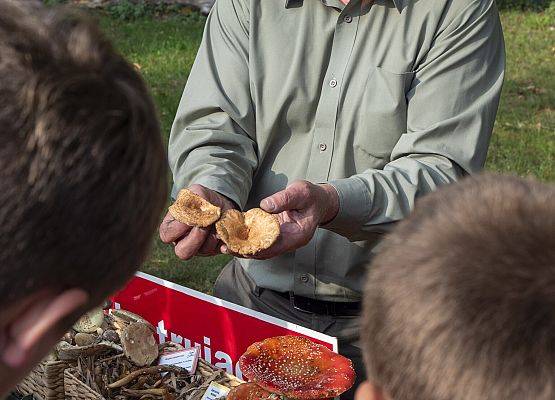 pracownik parku prezentuje grzyby trujące fot. Piotr Sikorski