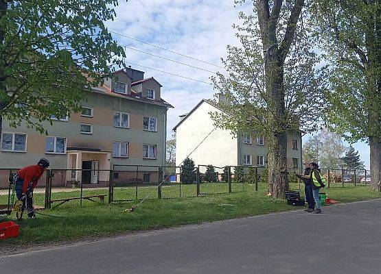 Badanie drzewa przy pomocy próby obciążeniowej.