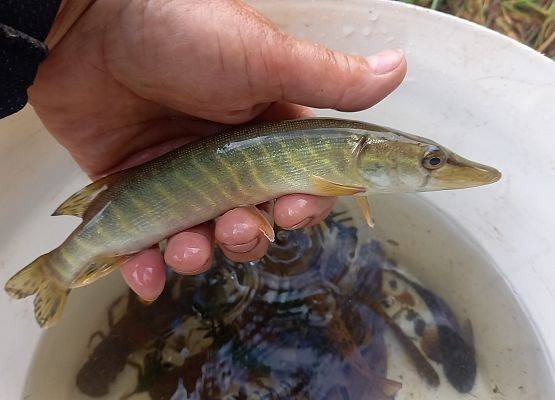 Młody szczupak odlowiony na rzece Glaźnej. Szczupaki są realnym zagrożeniem dla narybku ryb łososiowatych. fot. A. Kasprzak