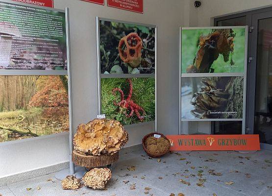 Zdjęcia grzybów o ciekawych kształtach i rzadko spotykanych, towarzyszyły naturalnym okazom fot. A. Kasprzak