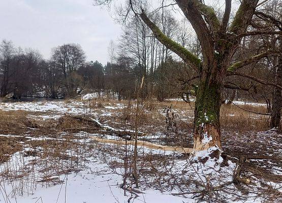 Osniezony teren, po prawej stronie drzewo, które jest pozbawione kory,  pogryzione na wys ok.30 cm przez bobry.