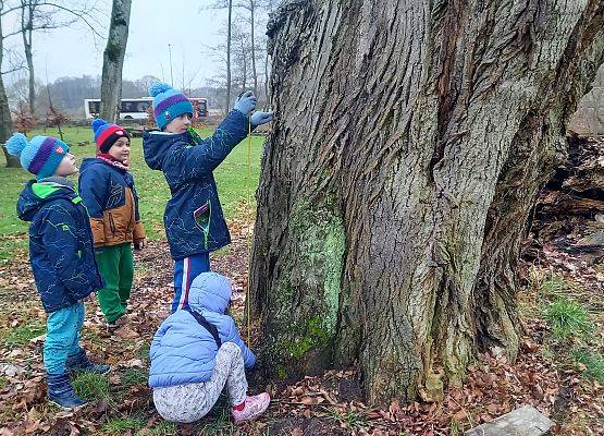 Czworo dzieci, troje stoi, jedno kuca obok dużego drzewa. Dwoje z nich patrzy na drzewo dwoje odmierza wyskość 130 cm od ziemi.  i mierzy je miarka.