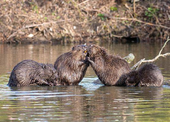 Cztery młode  bobry bawią sie w wodzie dwa z nich wspiętae na nogach, trzymają się  przednimi łapkami