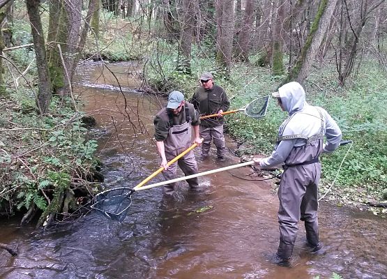 Trzy osoby stoją  w rzece ubrane w wodery, trzymają w rekach elektrody do połowu.