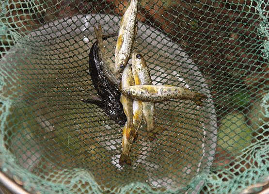 Narybek na podbieraku.