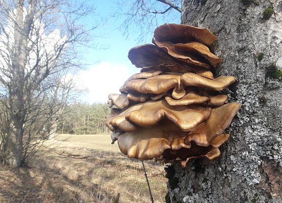 Na zdjęciu, grzyb blaszkowy, jasnobrązowy rosnący na pniu drzewa