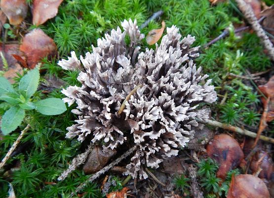 Grzyb ktorego plecha przypomina jeża, kolczasta kula ciemnobrązowa z jasnymi końcówkami.
