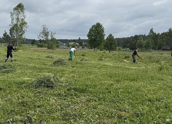 Trzech mężczyzn grabi zieloną powierzchnię torfowiska.