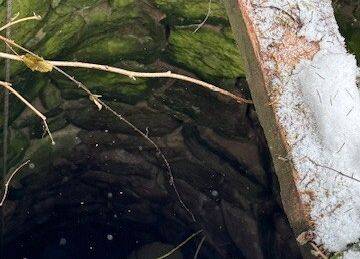 Grafika Monitoring zimujących nietoperzy w PKDS, 2026 r.