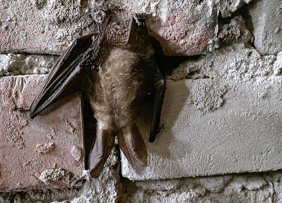 Grafika Monitoring zimujących nietoperzy w PKDS, 2026 r.