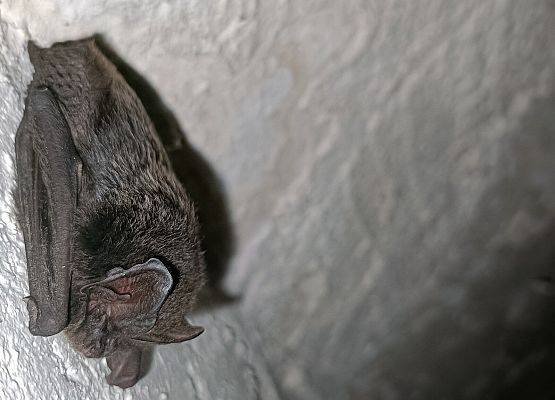 Grafika Monitoring zimujących nietoperzy w PKDS, 2026 r.