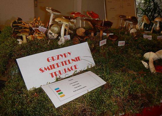 Grafika 3: VII wystawa grzybów w PK "Dolina Słupi"