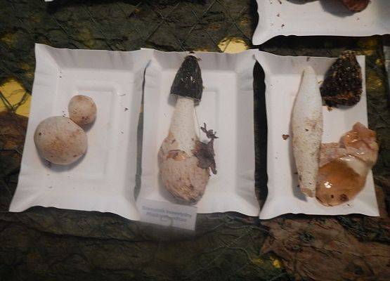 Grafika 5: VII wystawa grzybów w PK "Dolina Słupi"