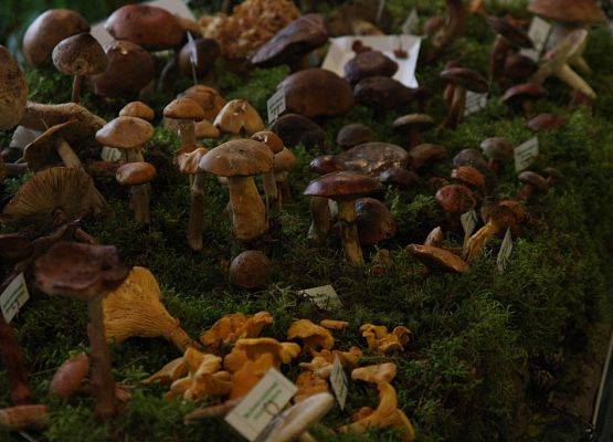 Grafika 14: VII wystawa grzybów w PK "Dolina Słupi"
