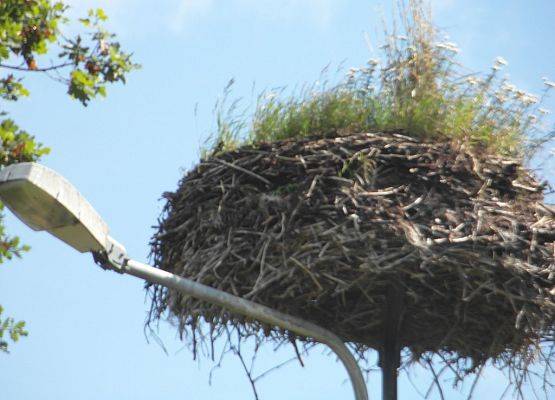 Opuszczone gniazdo w Gałęzowie