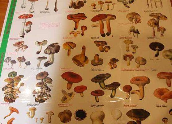 Wystawa grzybów grafika