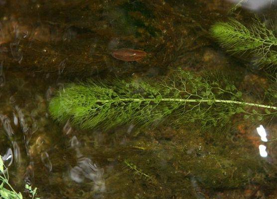 pływacz zwyczajny (Utricularia vulgaris L.) fot. M. Miller