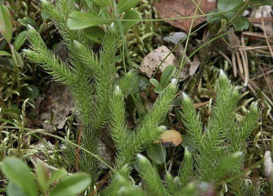 widłak goździsty, babimór (Lycopodium clavatum L.) fot. I. Litwin