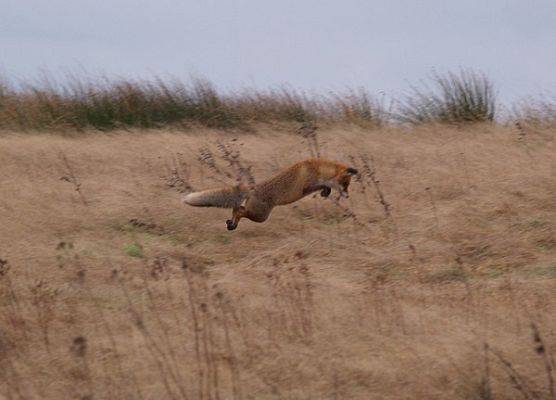 polujący lis europejski (Vulpes vulpes) fot. L. Duchnowicz