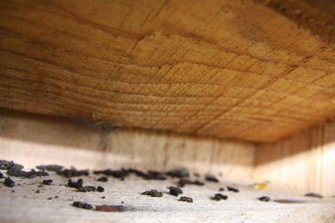 Współlokatorzy nietoperzy- zaleszczotki, roztocza i chrząszcze grafika