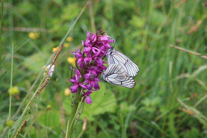 Tydzień liczenia motyli - Słowiński Park Narodowy zaprasza do letniej aktywności grafika