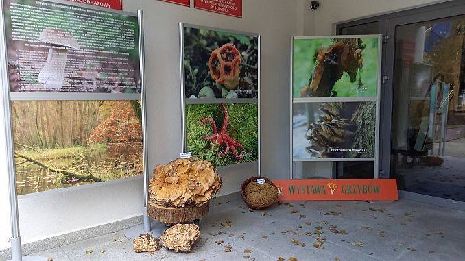 Grafika Wystawa grzybów w PK „Dolina Słupi”  tradycyjnie zgromadziła wielu zainteresowanych