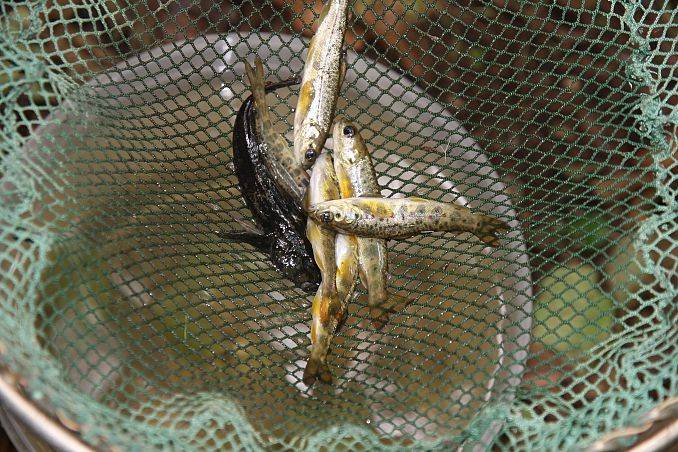 Grafika Warsztaty ichtiologiczne