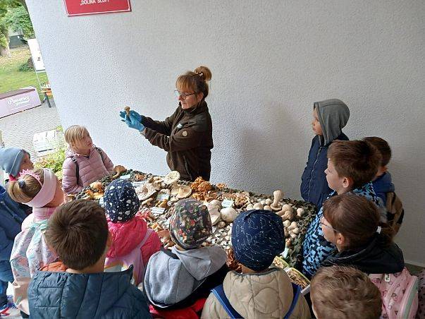 Grafika Wystawa grzybów