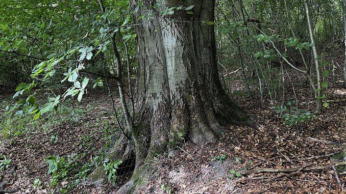 Grafika Zabezpieczanie cennych drzew nadwodnych