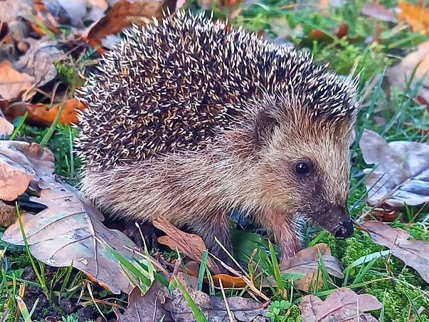 Grafika Jeż - przyjaciel ogrodu, obchodzi swoje święto 10 listopada