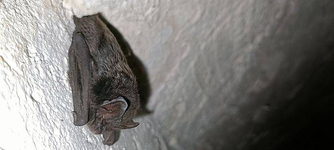 Grafika Monitoring zimujących nietoperzy w PKDS, 2026 r.